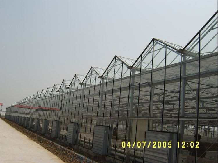 Tunnel Glass Greenhouse