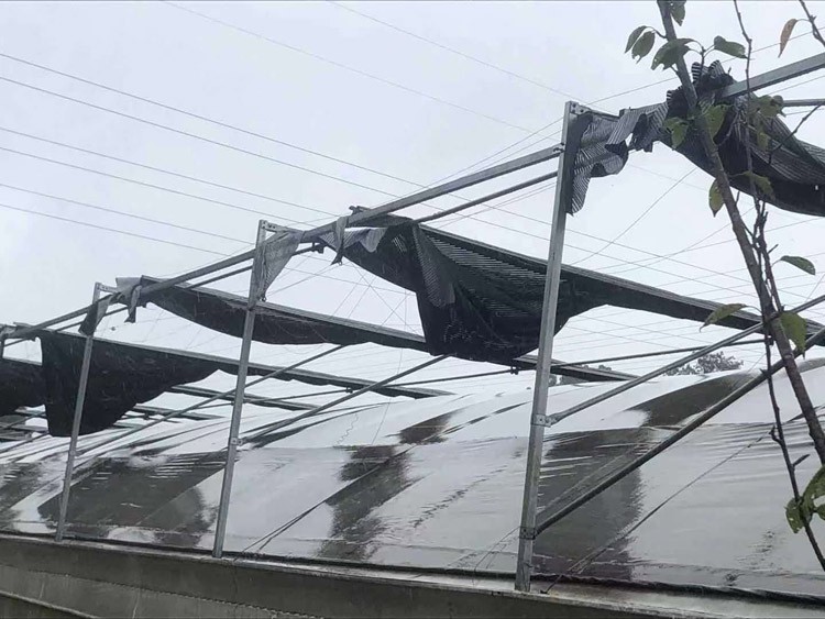 vegetable greenhouse