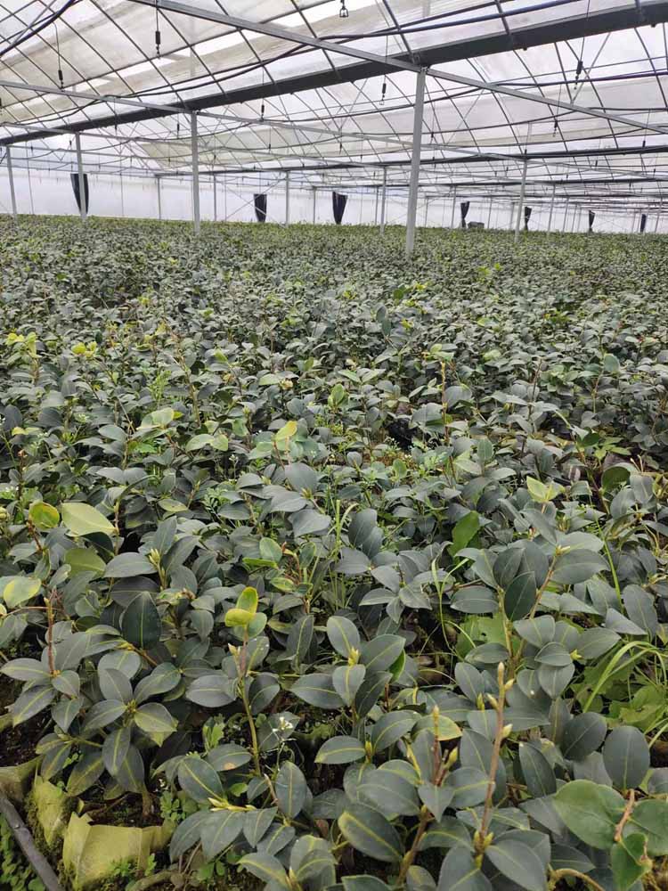 Agricultural Greenhouse Agricultural Greenhouse