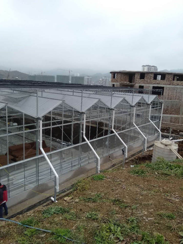 What plants are suitable for growing in an indoor greenhouse What plants are suitable for growing in an indoor greenhouse