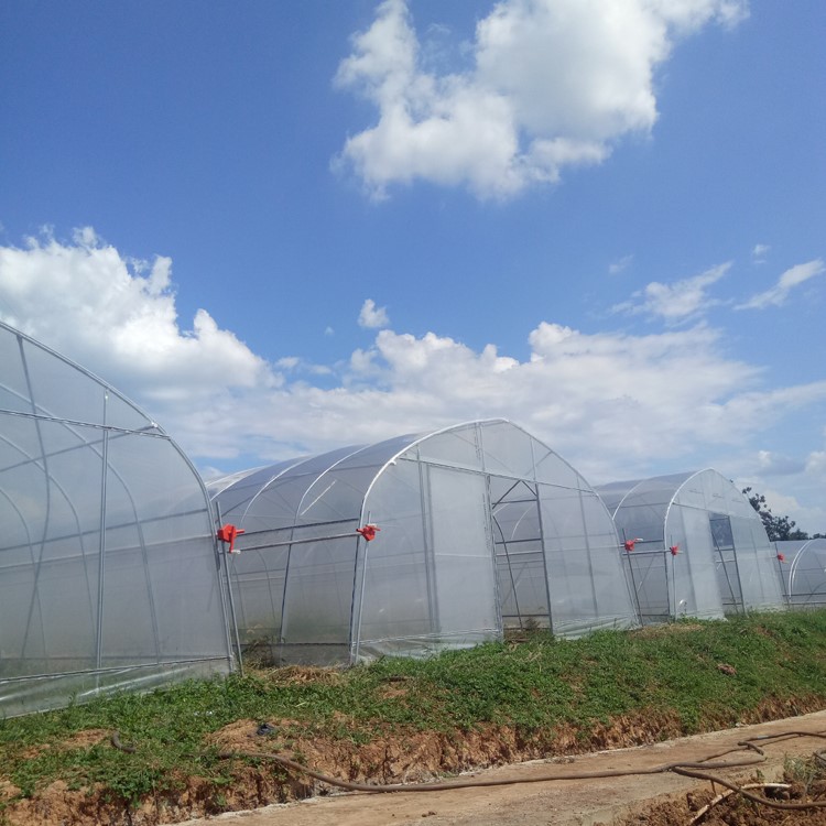 The benefits of growing vegetables in greenhouses The benefits of growing vegetables in greenhouses