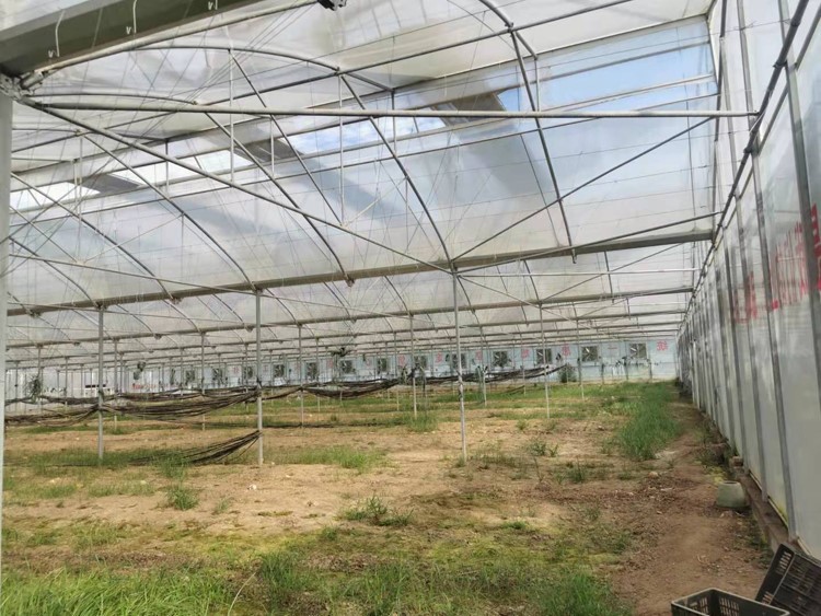 vegetables in greenhouse