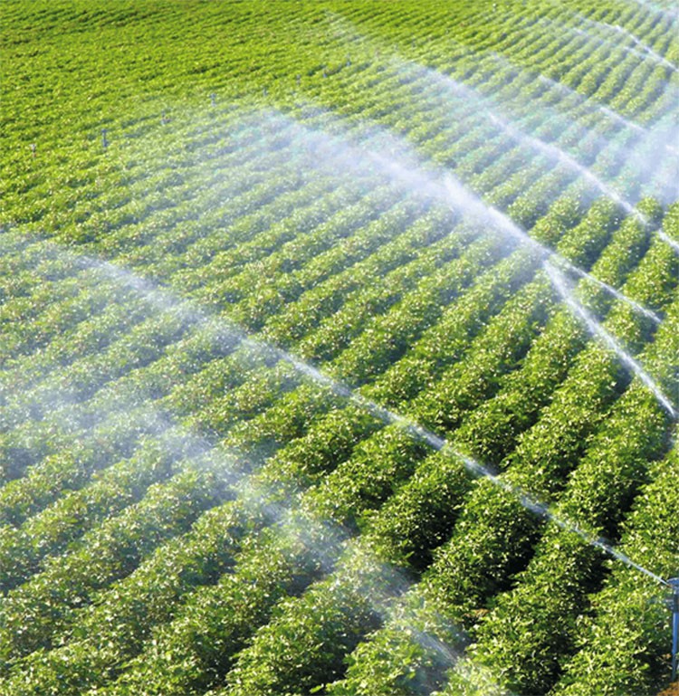 Choose the appropriate irrigation method